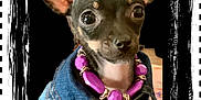 Marnie joined the competition — help win amazing prizes! dog, puppy, denim_jacket, necklace, purple, black_background, portrait, pet, cute, small_dog, fashion, accessory, animal, closeup, ears, black_dog, brown_markings, studio_style, decorative_frame, posing