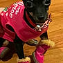 Marnie is registered to the contest to win money with this photo: dog, puppy, pink_clothing, boots, floor, wooden_floor, pet, small_dog, black_dog, fur, ears, collar, curious, cute, animal, domestic_animal, indoor, footwear, fashion, canine