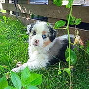 Bloom participe au concours pour gagner de l'argent avec cette photo : puppy, dog, grass, greenery, leaves, wooden_fence, outdoor, young_dog, pet, heterochromia, cute, animal, nature, fluffy, small_dog, garden, curious, resting, sunlight, adorable