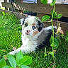 puppy, dog, grass, greenery, leaves, wooden_fence, outdoor, young_dog, pet, heterochromia, cute, animal, nature, fluffy, small_dog, garden, curious, resting, sunlight, adorable