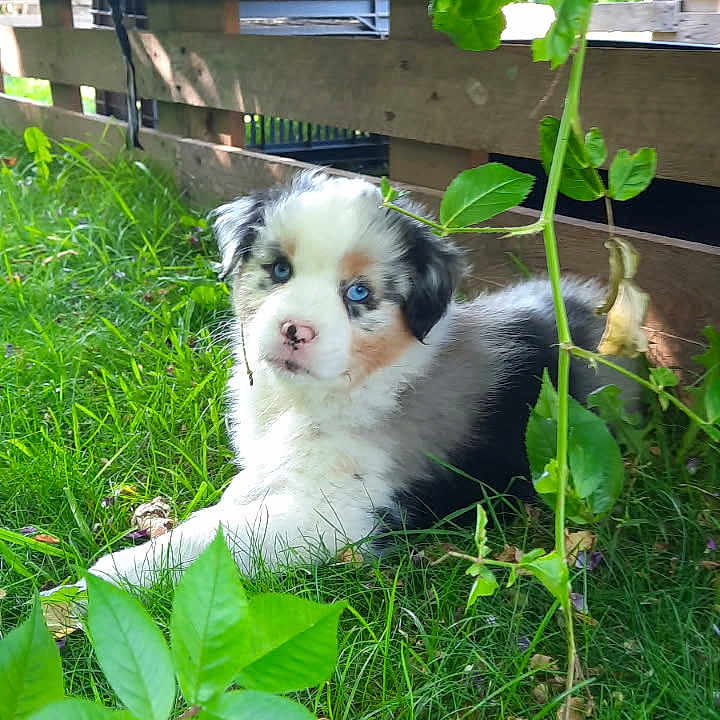 Bloom participe au concours pour gagner de l'argent avec cette photo : puppy, dog, grass, greenery, leaves, wooden_fence, outdoor, young_dog, pet, heterochromia, cute, animal, nature, fluffy, small_dog, garden, curious, resting, sunlight, adorable