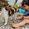 Nils is registered to the contest to win money with this photo: toddler, child, cat, animal, outdoor, plants, flowers, gravel, person, barefoot, romper, curious, nature, pet, adult_hand, greenery, casual_clothing, daylight, garden, interaction