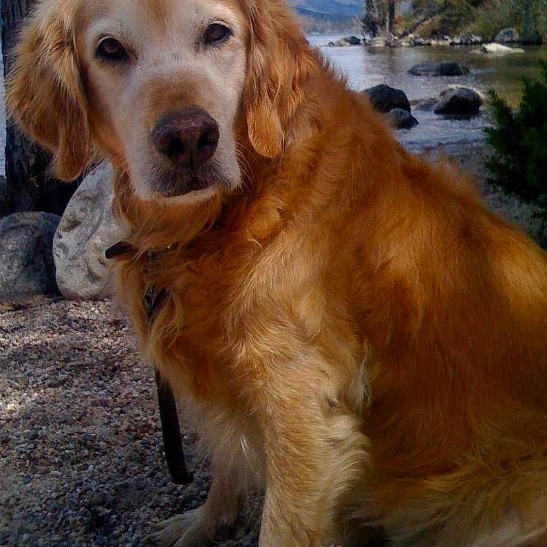 Buddy Boy