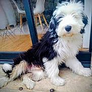 Alfi a rejoint le concours — aidez-le/la à gagner de superbes lots ! dog, fluffy, black_and_white, sitting, indoor, glass_door, wooden_floor, relaxed, scruffy, pet, canine, fur, paw, tail, nose, animal, companion, house, window, door