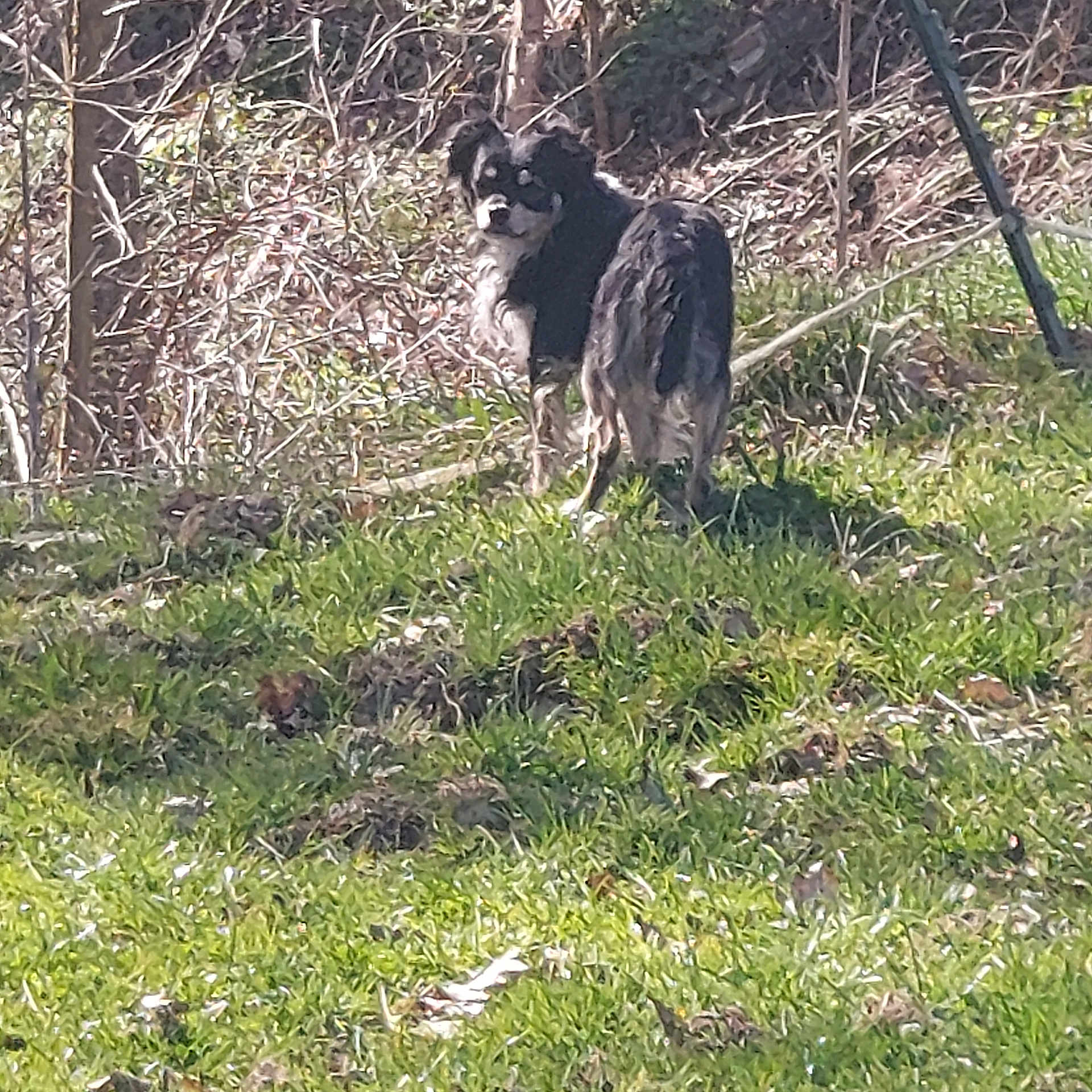 Bandit