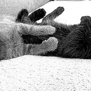 Billy Et Berlioz participe au concours pour gagner de l'argent avec cette photo : abyssinian, angora, animal, blackcat, cat, couch, furniture, kitten, manx, pet, siamese