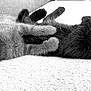 abyssinian, angora, animal, blackcat, cat, couch, furniture, kitten, manx, pet, siamese