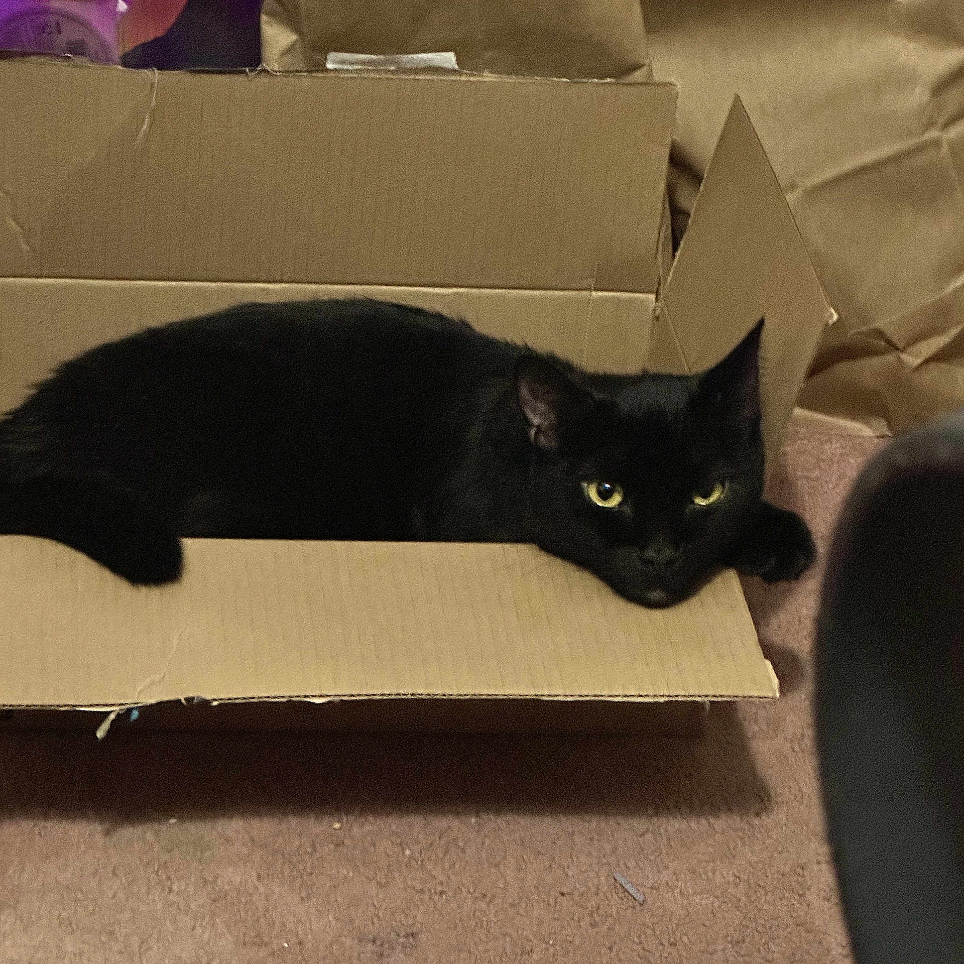 Manolo