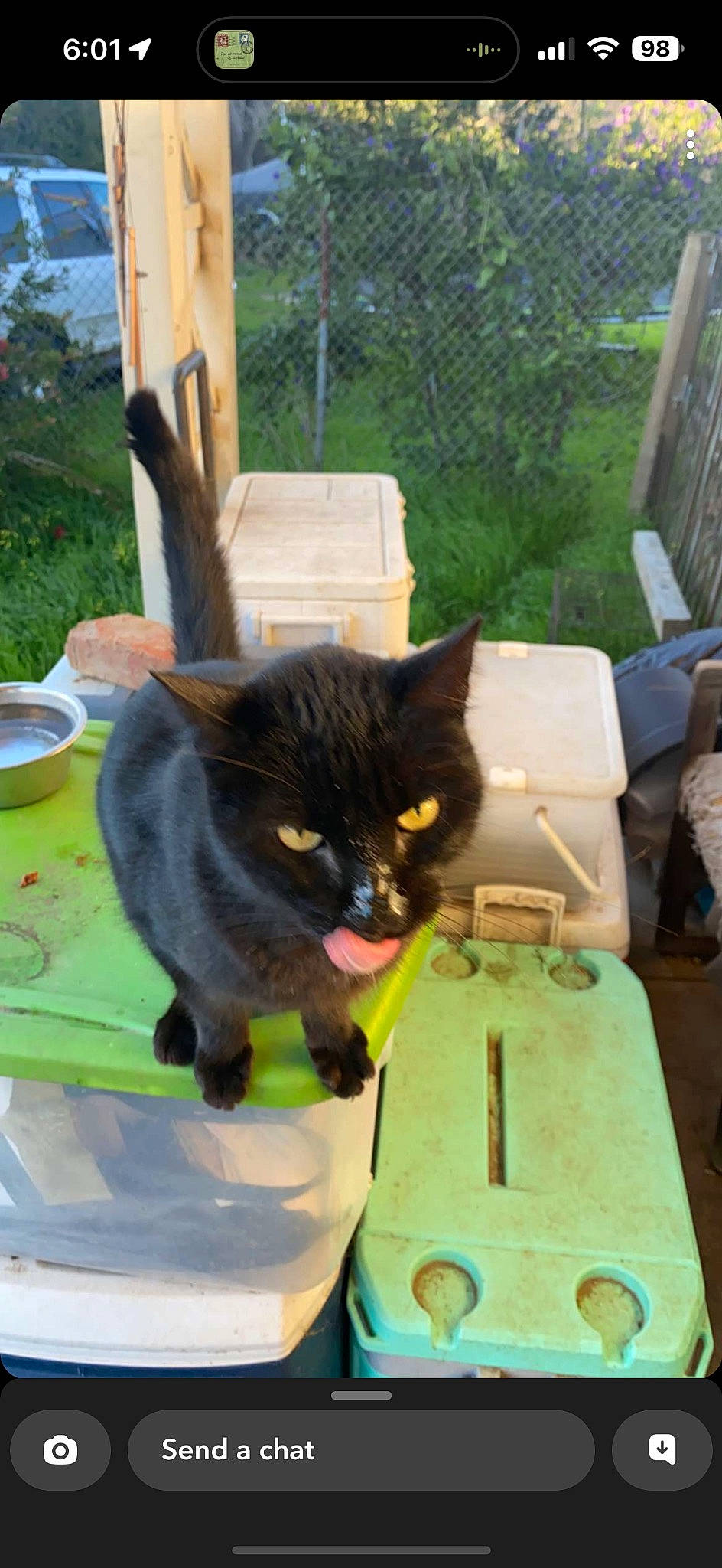 Manolo is registered to the contest to win money with this photo: black_cat, bombay, carnivore, cat, dishware, domestic_short_haired_cat, felidae, flowerpot, fur, grass, plant, plate, serveware, small_to_medium_sized_cats, snout, table, tableware, tail, whiskers, window