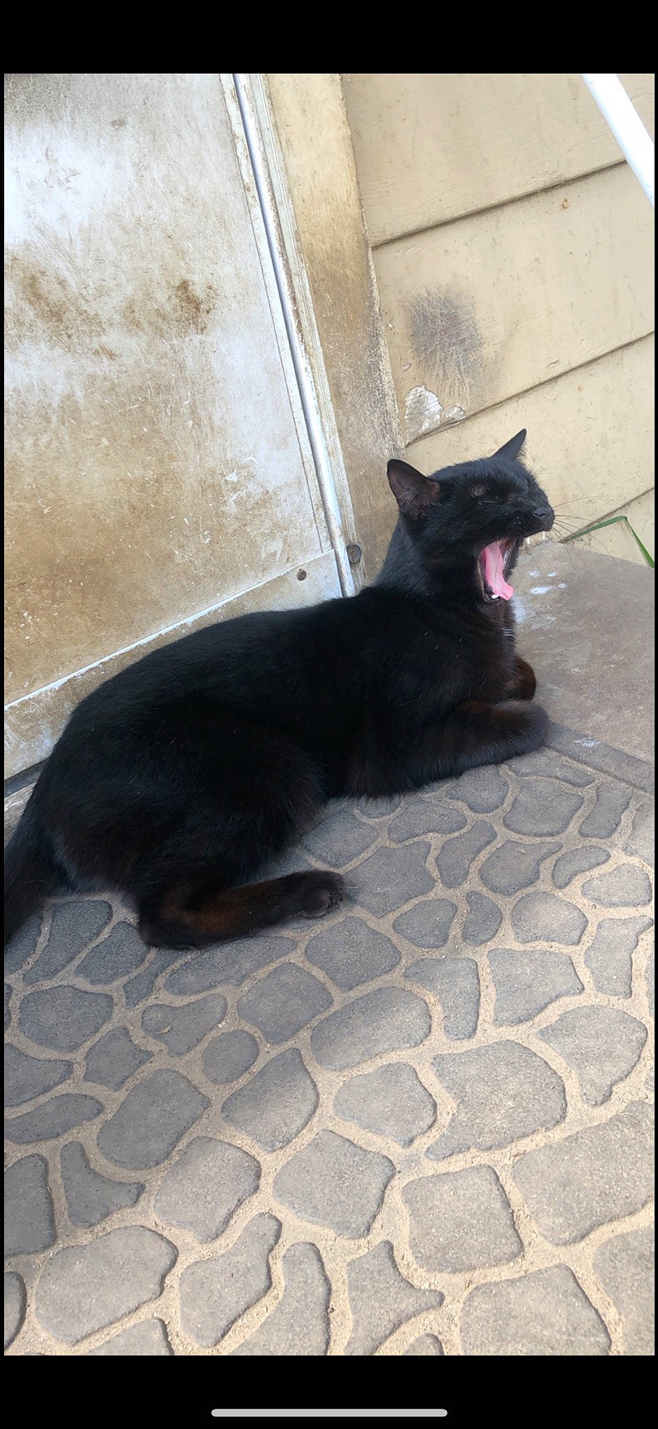 Manolo is registered to the contest to win money with this photo: black_cat, bombay, canidae, carnivore, cat, dog_breed, domestic_short_haired_cat, felidae, flooring, fur, grey, rectangle, shadow, small_to_medium_sized_cats, sporting_group, tail, terrestrial_animal, tints_and_shades, whiskers, window