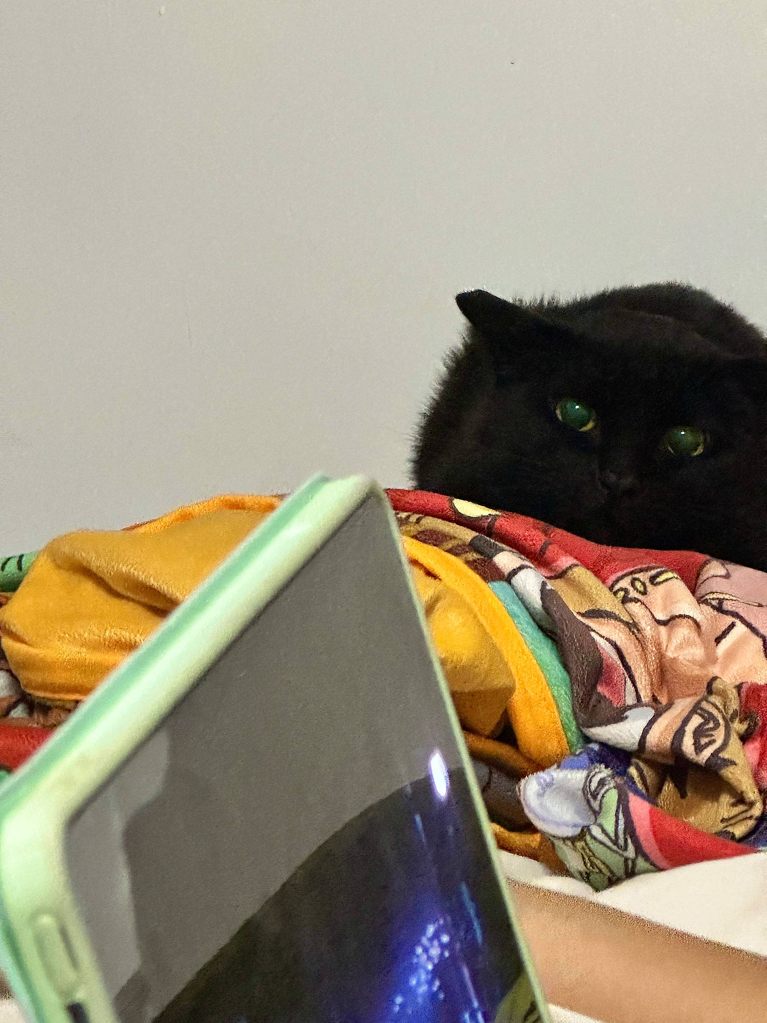 Manolo joined the competition — help win amazing prizes! bag, baggage, black_cat, bombay, cardboard, carnivore, cat, comfort, domestic_short_haired_cat, felidae, fur, gadget, luggage_and_bags, personal_protective_equipment, room, sitting, small_to_medium_sized_cats, tail, visual_arts, whiskers