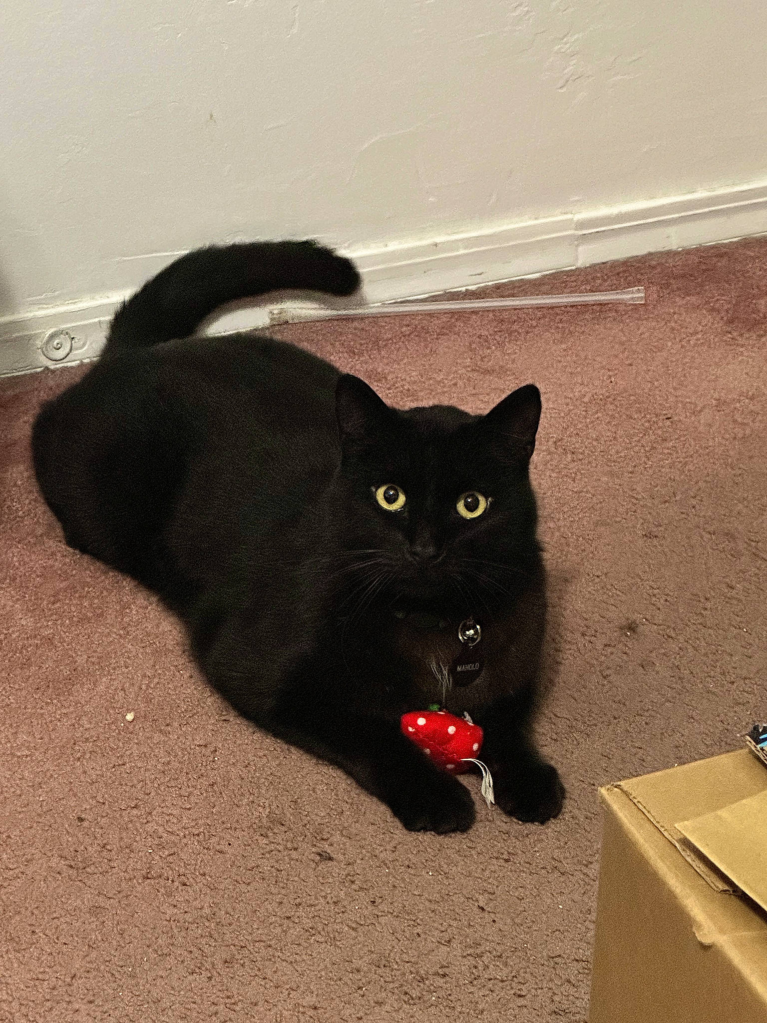 Manolo joined the competition — help win amazing prizes! black_cat, bombay, box, carnivore, cat, domestic_short_haired_cat, felidae, floor, flooring, fur, gas, plant, sand, shadow, shipping_box, small_to_medium_sized_cats, snout, tail, tints_and_shades, whiskers