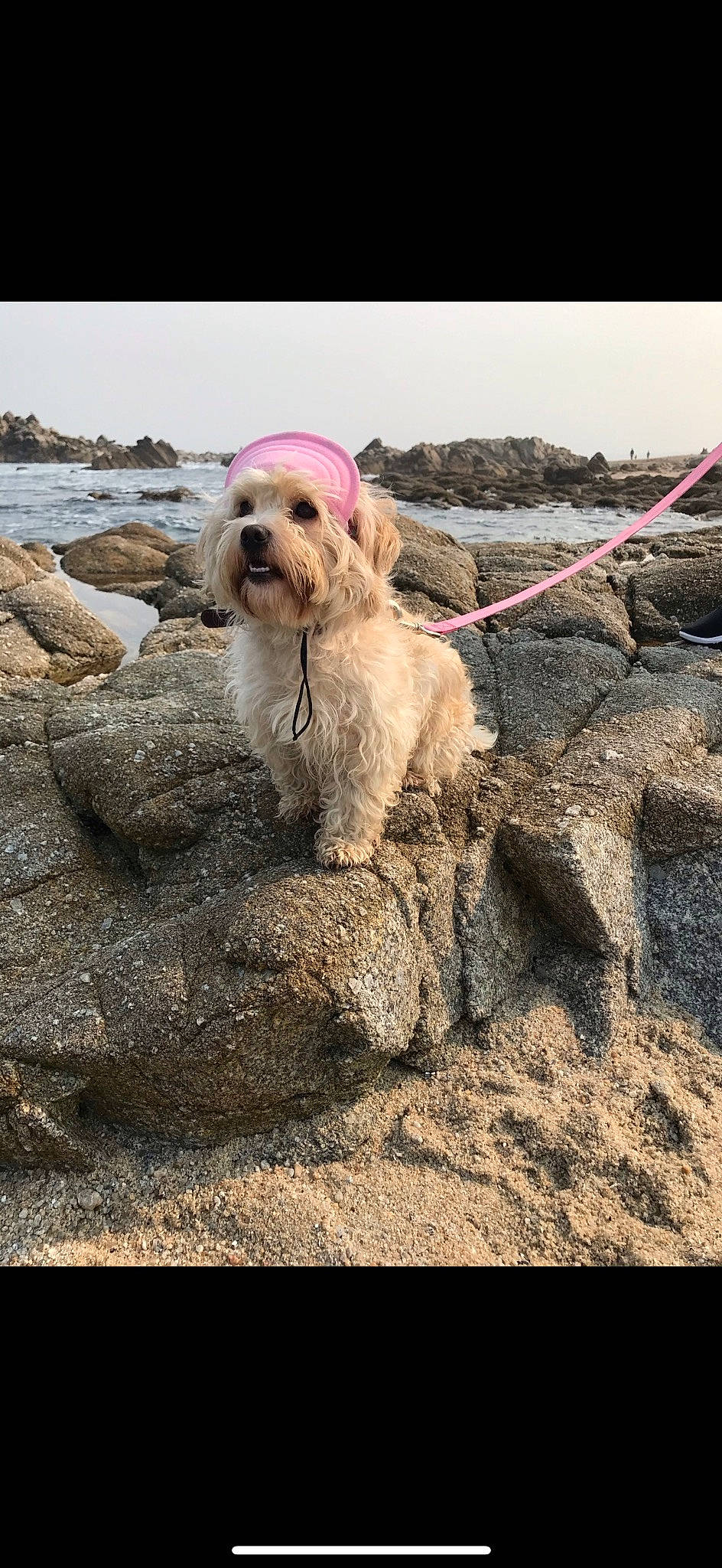 Leche joined the competition — help win amazing prizes! carnivore, collar, companion_dog, dog, dog_breed, dog_collar, dog_supply, fawn, gun_dog, hat, leash, pet_supply, rock, sand, sky, soil, sporting_group, water, wood, working_animal