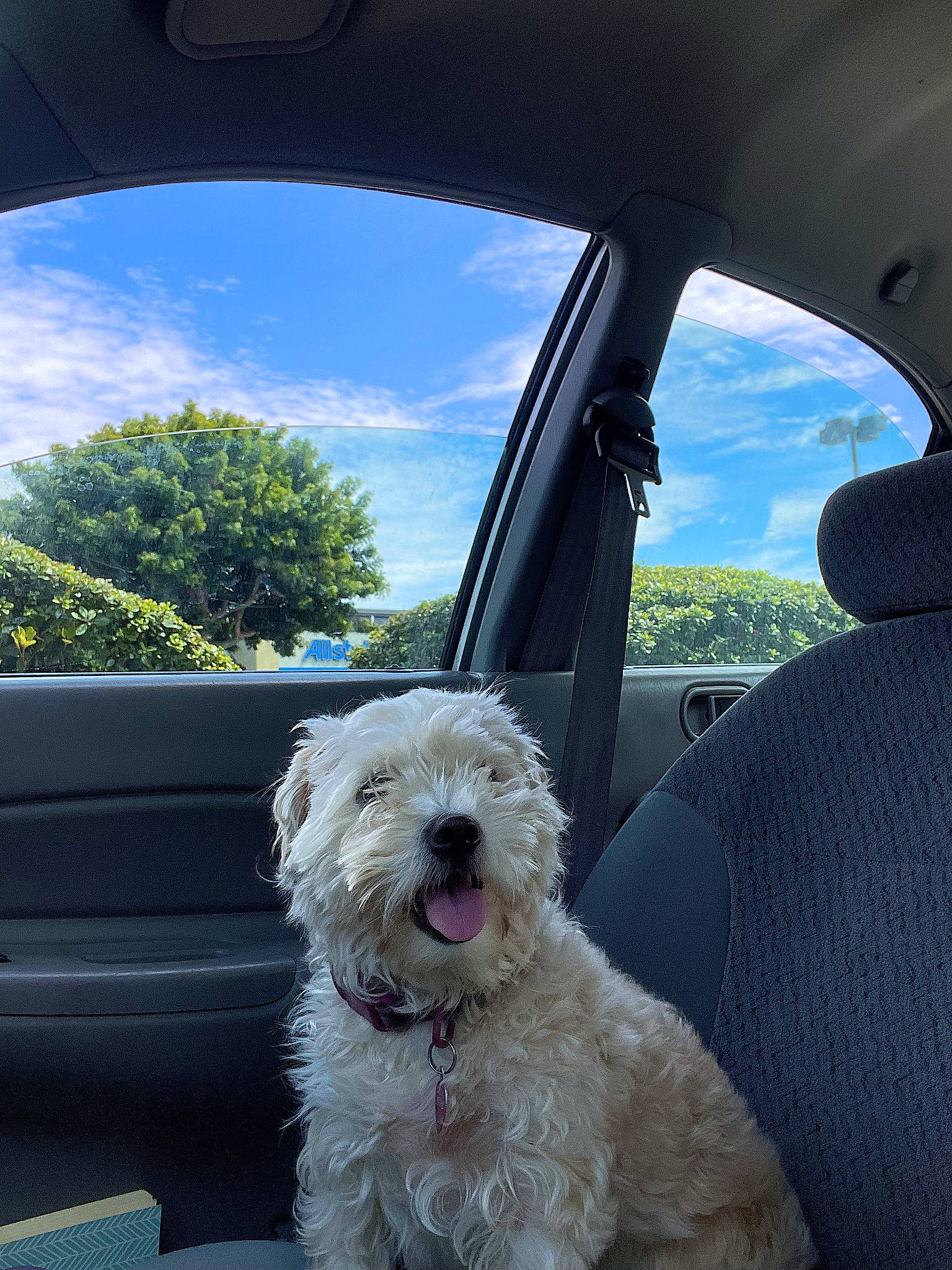 Leche is registered to the contest to win money with this photo: auto_part, automotive_exterior, automotive_lighting, automotive_mirror, automotive_window_part, car, carnivore, cloud, companion_dog, dog, dog_collar, motor_vehicle, rear_view_mirror, sky, steering_wheel, tints_and_shades, tree, vehicle, vehicle_door, windshield