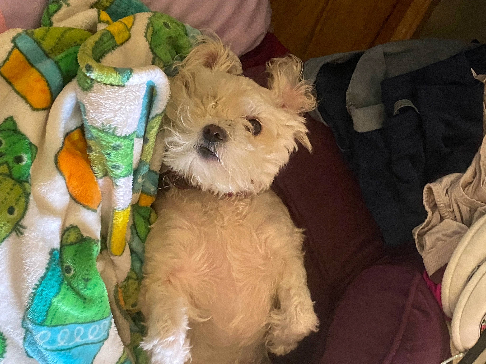 Leche joined the competition — help win amazing prizes! basket, canidae, carnivore, companion_dog, dog, dog_breed, dog_clothes, dog_supply, fashion_accessory, fawn, fur, maltepoo, non_sporting_group, puppy, small_terrier, sporting_group, terrier, toy_dog, working_animal, yorkipoo