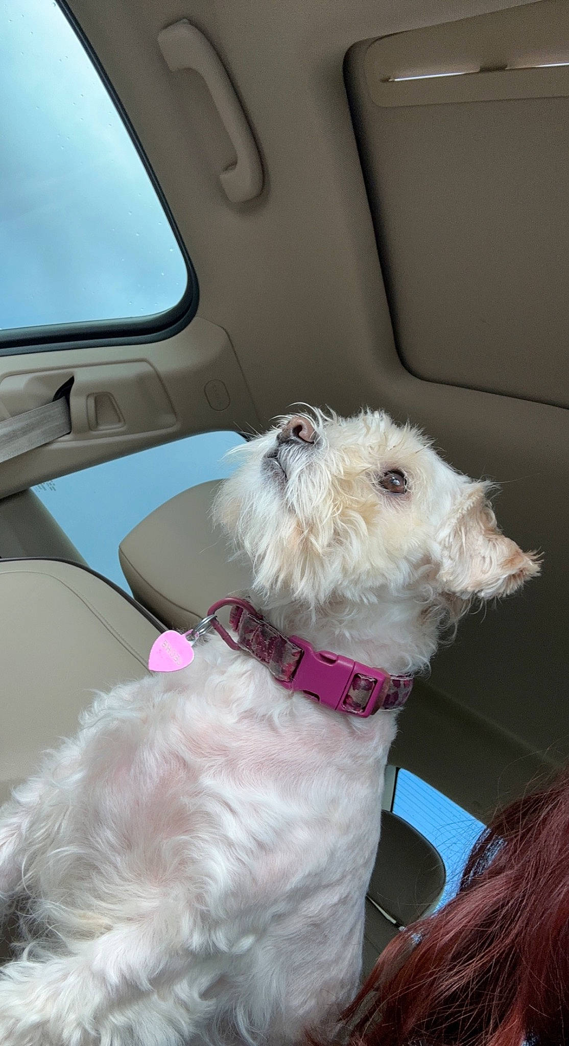 Leche is registered to the contest to win money with this photo: canidae, carnivore, collar, companion_dog, dog, dog_breed, dog_collar, dog_supply, fawn, fur, liver, sky, snout, sporting_group, terrier, toy_dog, vehicle_door, water_dog, window, working_animal