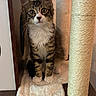Till a rejoint le concours — aidez-le/la à gagner de superbes lots ! kitten, cat, tabby, pet, scratching_post, furniture, indoor, curious, whiskers, soft_mat, wooden_cat_house, fluffy, cute, animal, young_cat, paws, sitting, close_up, domestic_cat, feline