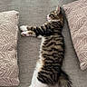 Till participe au concours pour gagner de l'argent avec cette photo : cat, tabby_cat, sleeping, couch, cushion, indoor, pet, feline, resting, cozy, fur, striped, whiskers, tail, paws, relaxation, home, comfortable, daylight, soft_texture