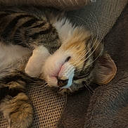 Till participe au concours pour gagner de l'argent avec cette photo : cat, tabby, sleeping, cozy, paws, whiskers, fur, blanket, closeup, relaxed, pet, animal, cute, resting, indoors, texture, soft, warm, nap, comfort