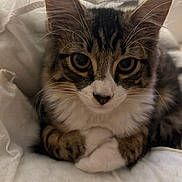 Till participe au concours pour gagner de l'argent avec cette photo : animal, bed, blanket, cat, close_up, cozy, cute, ears, feline, fur, indoor, kitten, paws, pet, portrait, resting, soft, tabby, whiskers, young