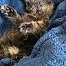 Ripley joined the competition — help win amazing prizes! animal, blue_blanket, cat, cozy, cute, ears, eyes, fluffy, fur, indoor, kitten, paw, pet, playful, resting, sleeping_area, small, soft, tortoiseshell, whiskers