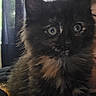 kitten, cat, pet, animal, furry, fluffy, black_cat, orange_patch, wide_eyes, indoor, curtains, close_up, young, cute, domestic_animal, face, whiskers, soft_fur, sitting, portrait