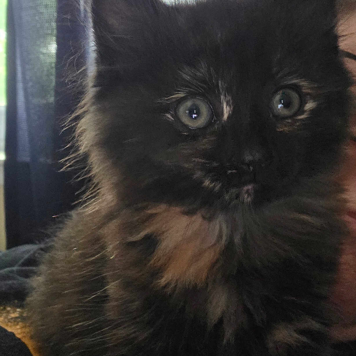 Ripley joined the competition — help win amazing prizes! kitten, cat, pet, animal, furry, fluffy, black_cat, orange_patch, wide_eyes, indoor, curtains, close_up, young, cute, domestic_animal, face, whiskers, soft_fur, sitting, portrait