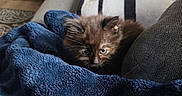 Ripley joined the competition — help win amazing prizes! animal_face, blanket, blue_blanket, cat, couch, cozy, curious, cute, domestic_animal, fur, furniture, home, indoor, kitten, pet, plush_toy, resting, small_animal, soft_texture, striped_towel