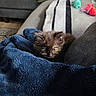 animal_face, blanket, blue_blanket, cat, couch, cozy, curious, cute, domestic_animal, fur, furniture, home, indoor, kitten, pet, plush_toy, resting, small_animal, soft_texture, striped_towel