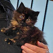 Ripley is registered to the contest to win money with this photo: animal, cat, clothing, cute, eyes, fur, furry, hand, holding, indoor, kitten, person, pet, railing, resting, ring, shirt, small, tortoiseshell, wall