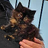 Ripley is registered to the contest to win money with this photo: animal, cat, closeup, clothing, cozy, curious, cute, feline, furry, hand, indoor, kitten, person, pet, railing, resting, ring, sweater, tortoiseshell, young