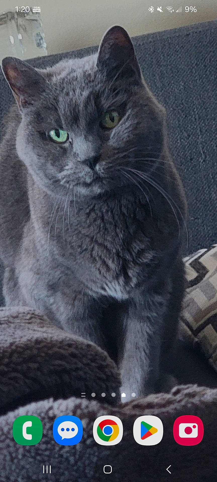Raven is registered to the contest to win money with this photo: abyssinian, animal, blackcat, blanket, cat, computer, computerhardware, couch, cushion, electronics, furniture, hardware, homedecor, indoors, kitten, manx, monitor, pc, pet, screen