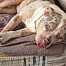 animal, blue_eyes, canine, close_up, collar, cushion, cute, dog, domestic_animal, floor, fur, indoor, light_brown, lying_down, pet_bed, relaxed, resting, spotted, tongue_out, white_fur