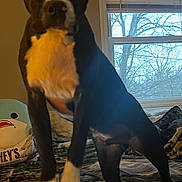 Rocky is registered to the contest to win money with this photo: dog, bed, blanket, knitted, window, tree, indoor, plush_toy, shark_toy, pillow, black_and_white, pet, canine, furniture, curious, standing, cozy, home, animal, room