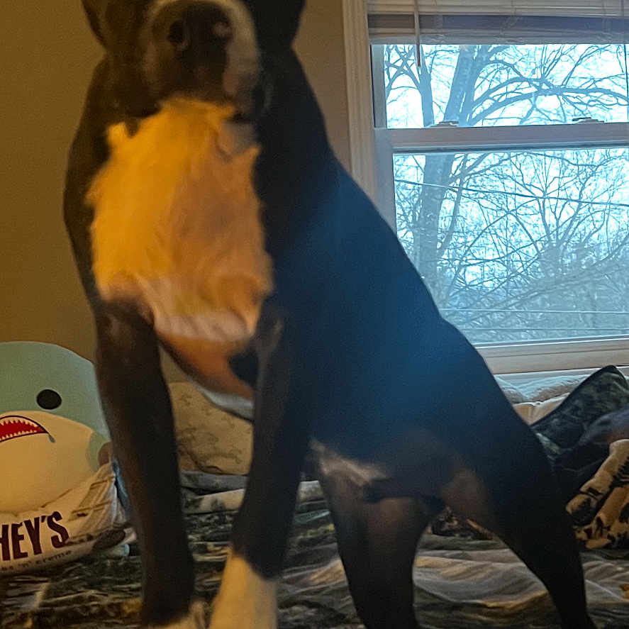 Rocky is registered to the contest to win money with this photo: animal, bed, black_and_white, blanket, canine, cozy, curious, dog, furniture, home, indoor, knitted, pet, pillow, plush_toy, room, shark_toy, standing, tree, window