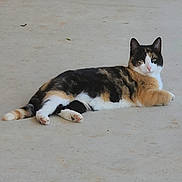 Callie joined the competition — help win amazing prizes! animal, calico_cat, cat, concrete_floor, cute, domestic_cat, ear, feline, fur_pattern, looking_at_camera, lounging, lying_down, outdoor, paws, pet, portrait, relaxed, stare, tail, whiskers