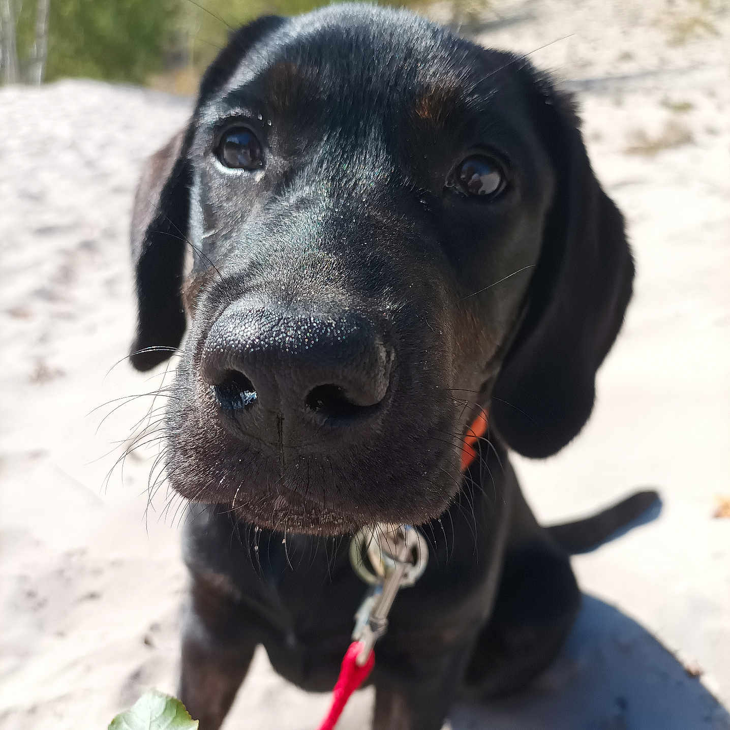 Bella