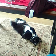 Retro joined the competition — help win amazing prizes! black_and_white_cat, carpet, cat, coat, curiosity, decor, eyes, furniture, hardwood_floor, home_interior, indoor, lying_on_back, patterned_rug, pet, playful, relaxed, table, table_leg, tuxedo_cat, whiskers