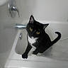 Retro joined the competition — help win amazing prizes! animal, bathroom, bathtub, blurry, cat, closeup, curious, domestic, faucet, feline, indoor, looking_up, paw, pet, portrait, sitting, tuxedo_cat, whiskers, white_surface, yellow_eyes