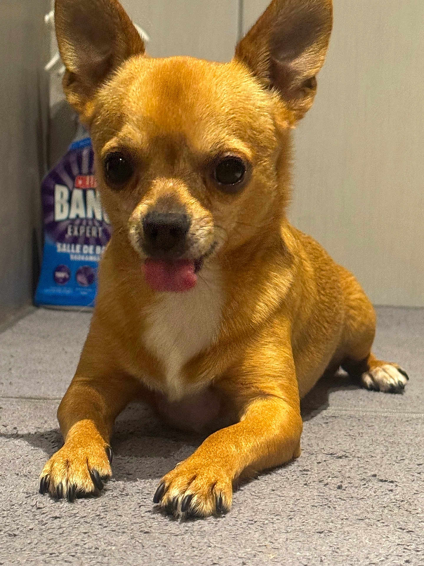 Ruben a rejoint le concours — aidez-le/la à gagner de superbes lots ! dog, small_dog, tan_dog, chihuahua, tongue_out, ears_up, carpet, indoor, pet_food, floor, cute, animal, pet, looking_at_camera, close_up, fur, paw, snout, alert, playful