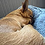 dog, sleeping, brown_fur, curled_up, blanket, indoor, pet, cozy, resting, small_dog, fur_texture, relaxed, cute, animal, quiet, snout, paw, ears, comfortable, bed