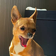 Ruben a rejoint le concours — aidez-le/la à gagner de superbes lots ! dog, chihuahua, pet, yawning, indoor, sunlight, animal, small_dog, ears, tan_fur, cute, mouth_open, expression, close_up, domestic_animal, furry, companion, resting, portrait, canine