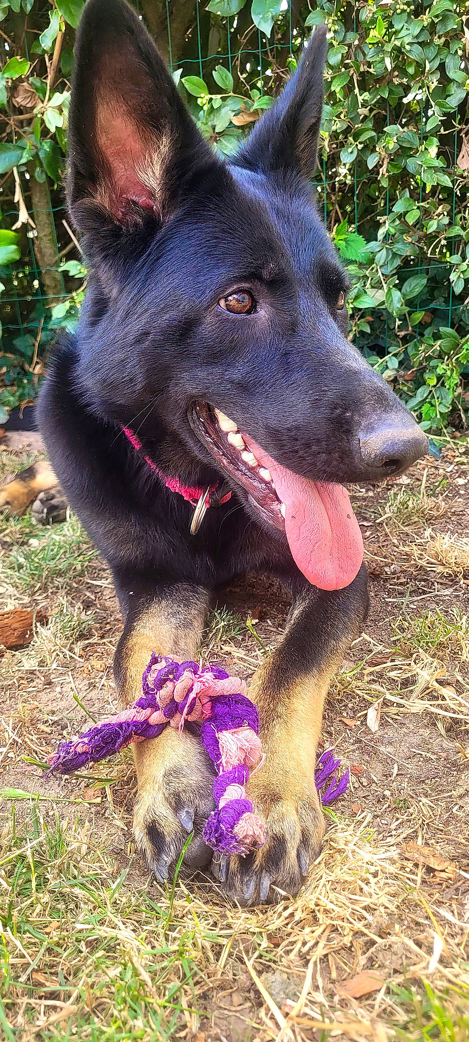 Brume participe au concours pour gagner de l'argent avec cette photo : borador, canidae, carnivore, collar, companion_dog, dog, dog_breed, dog_collar, dog_supply, fang, grass, hunting_dog, plant, sporting_group, terrestrial_animal, working_animal, working_dog
