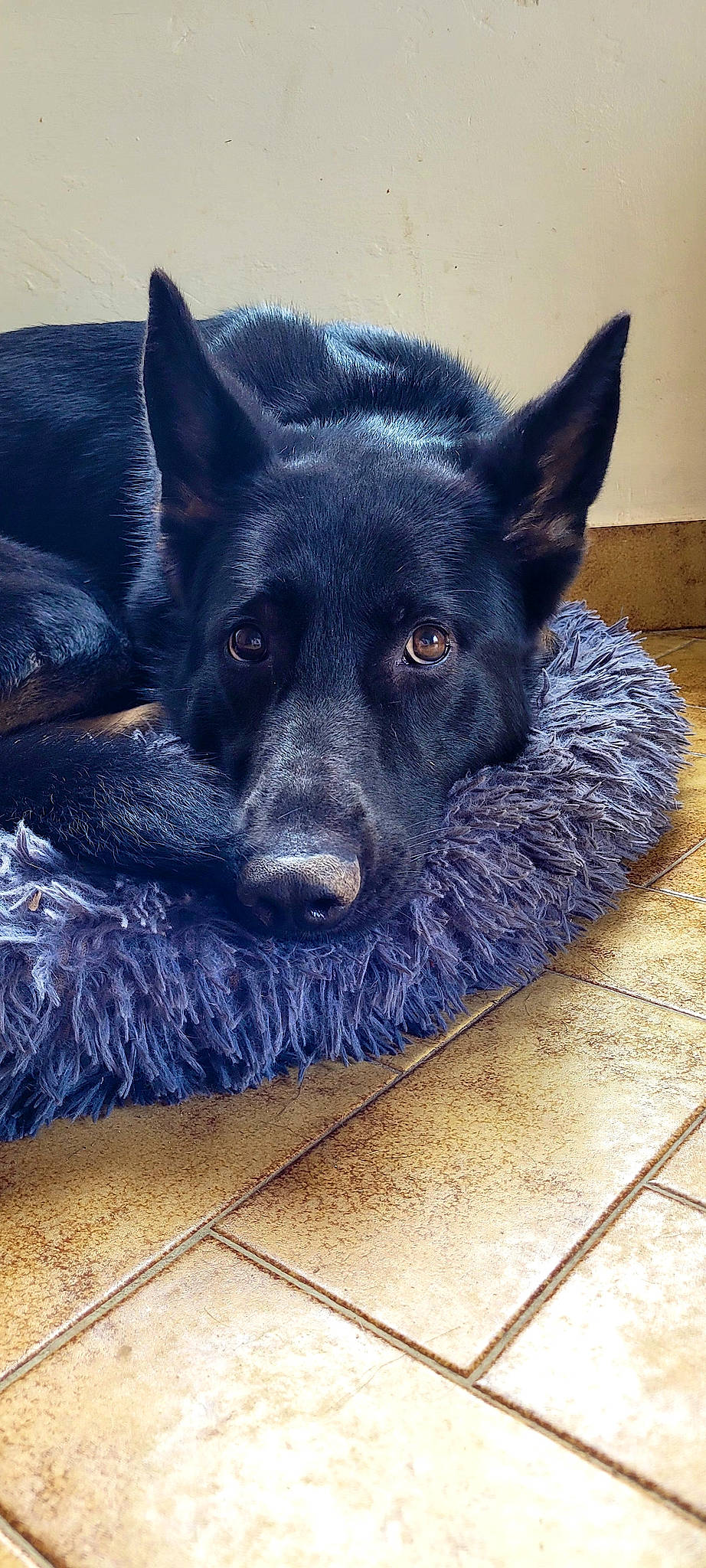 Brume participe au concours pour gagner de l'argent avec cette photo : canidae, carnivore, companion_dog, dog, dog_breed, electric_blue, flooring, fur, hardwood, herding_dog, non_sporting_group, paw, snout, sporting_group, square, tail, terrestrial_animal, whiskers, working_animal, working_dog