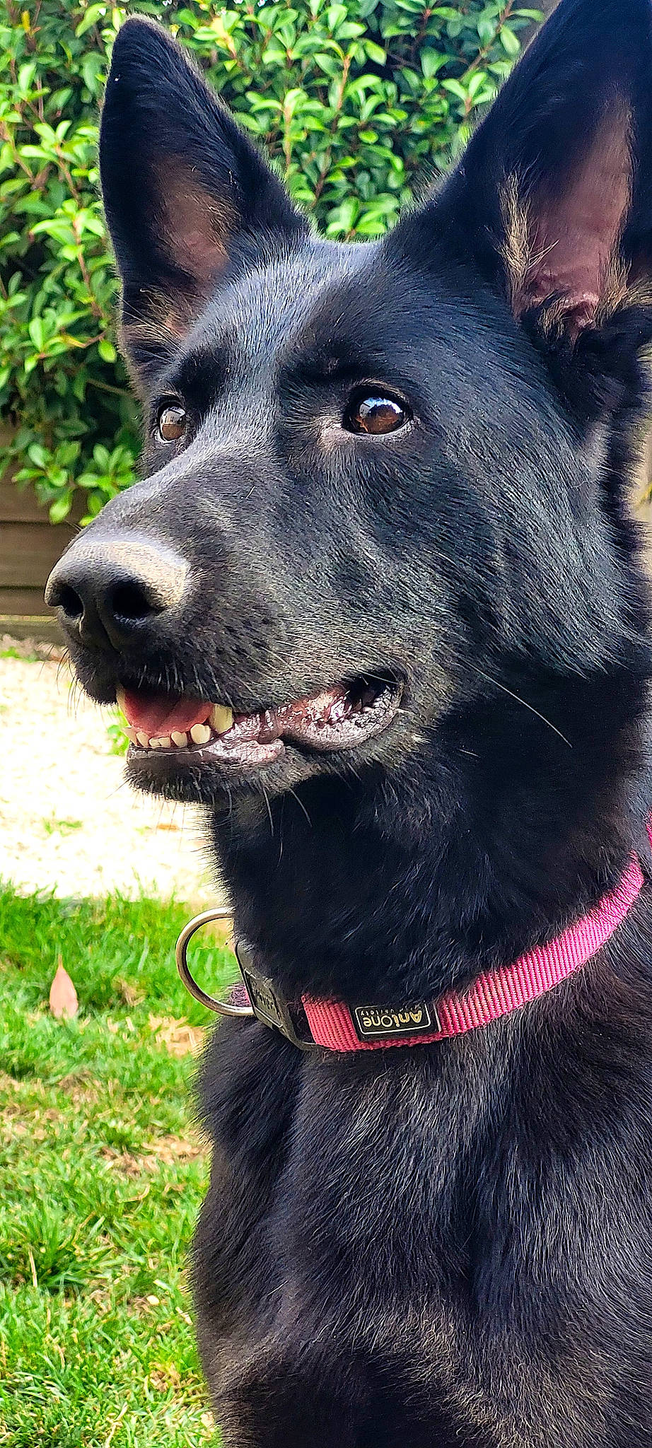 Brume participe au concours pour gagner de l'argent avec cette photo : borador, canidae, carnivore, collar, companion_dog, dog, dog_breed, dog_collar, fang, fur, grass, herding_dog, leash, pet_supply, plant, snout, sporting_group, whiskers, working_animal, working_dog