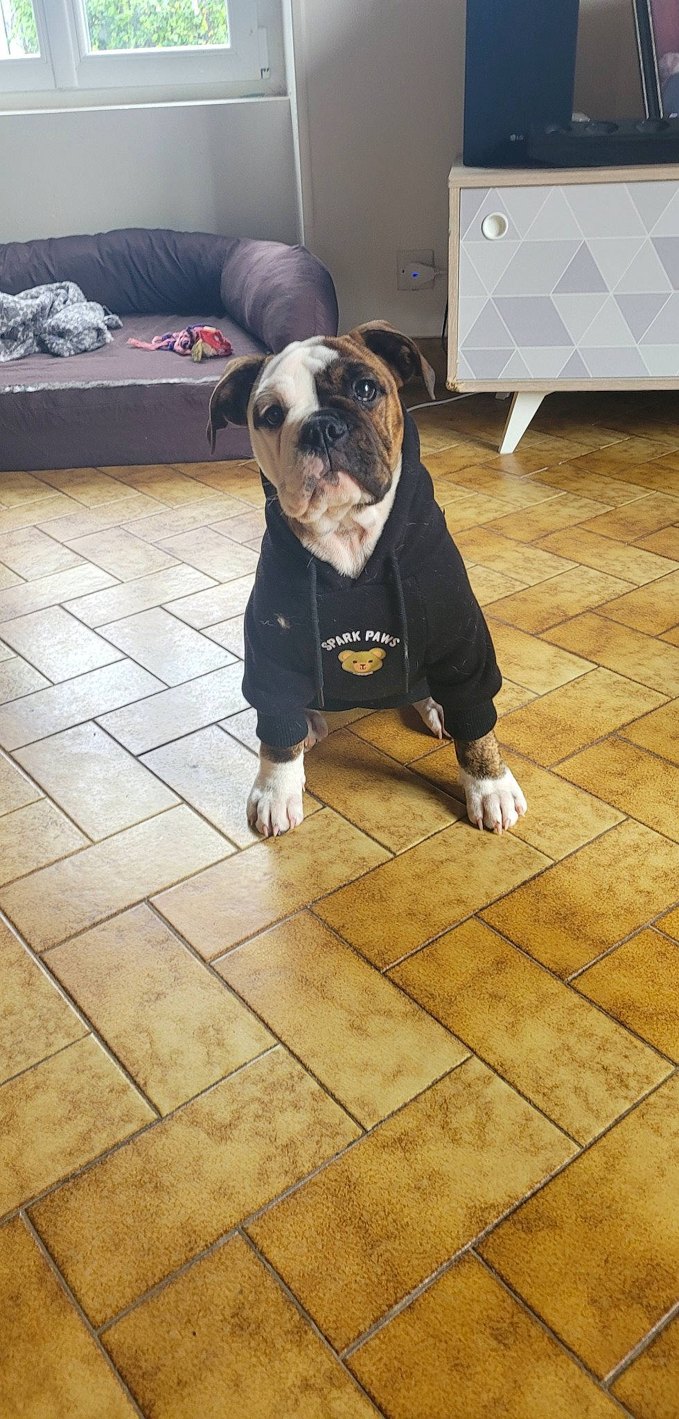 Thoundra a rejoint le concours — aidez-le/la à gagner de superbes lots ! bulldog, carnivore, companion_dog, dog, dog_breed, dog_clothes, door, fawn, floor, flooring, fur, hardwood, molosser, snout, sporting_group, sportswear, toy_dog, wood, wood_flooring, working_animal