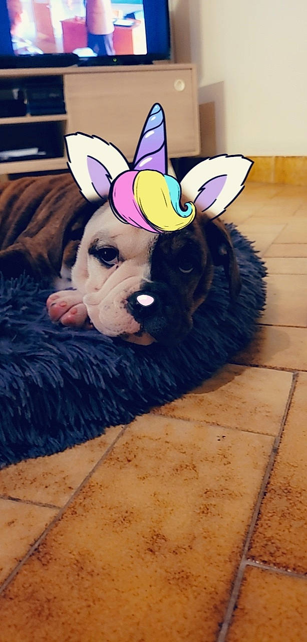 Thoundra a rejoint le concours — aidez-le/la à gagner de superbes lots ! art, canidae, companion_dog, dog_breed, domestic_pig, fawn, flooring, fun, fur, livestock, magenta, pattern, purple, snout, suidae, tail, terrestrial_animal, whiskers, wood, working_animal