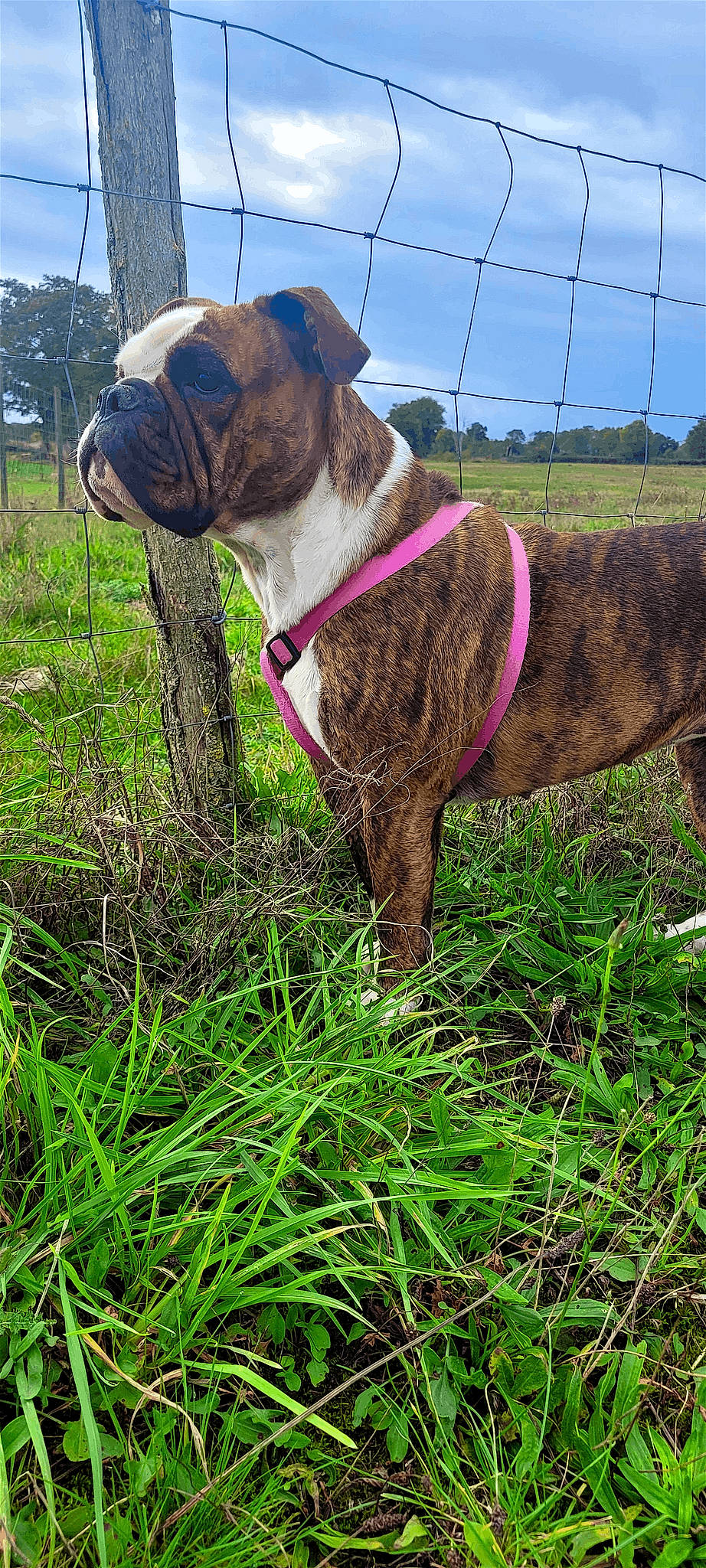 Thoundra a rejoint le concours — aidez-le/la à gagner de superbes lots ! bulldog, carnivore, cloud, collar, companion_dog, dog, dog_breed, dog_collar, fawn, grass, grassland, leash, liver, meadow, pet_supply, plant, sky, snout, tail, working_animal