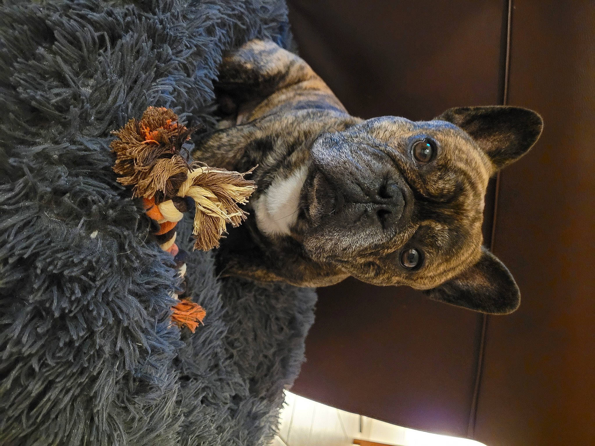 Newts participe au concours pour gagner de l'argent avec cette photo : army, art, carnivore, dog, dog_breed, fawn, felidae, fur, gesture, sculpture, snout, sporting_group, statue, terrestrial_animal, tree, vertebrate, wildlife, wood, working_animal, wrinkle