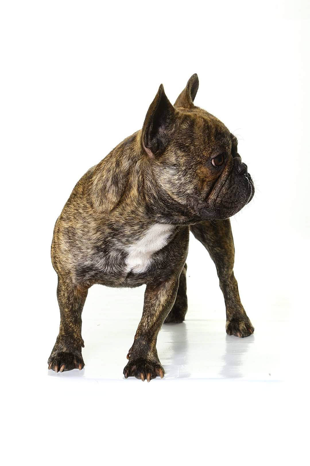 Newts a rejoint le concours — aidez-le/la à gagner de superbes lots ! animal_figure, art, bronze_sculpture, canidae, carnivore, claw, companion_dog, dog, dog_breed, fawn, liver, metal, non_sporting_group, sculpture, snout, sporting_group, tail, terrestrial_animal, toy, working_animal